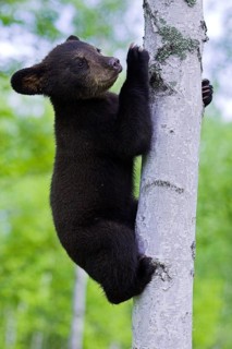 American Black Bear (Ursus americanus), young climbing American Black Bear