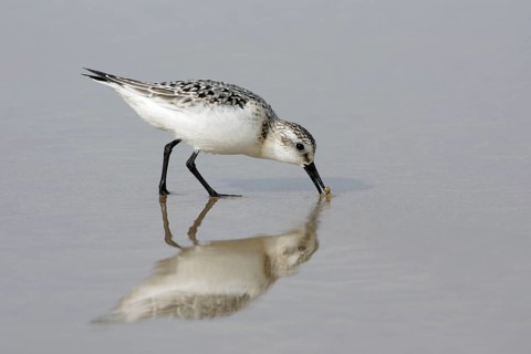 Sanderling (Calidris alba) in winter plumage, Costa Verde, Spain, side, Europe