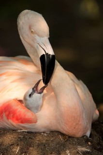 Chilean flamingo (Phoenicopterus chilensis) with chicks