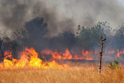 Slash-and-burn, controlled burning of grasslands in the Sahel, Ghana, West Africa, Africa