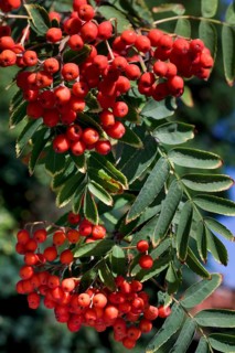 European european rowan (Sorbus aucuparia) with leaves and red berries