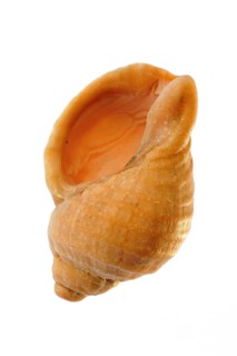 Common whelk (Buccinum undatum), Common whelk, Other animals, Marine snails, Snails, Animals,
