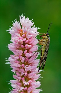 Common scorpionfly, common scorpionflies (Panorpa communis), Beak fly, Beak flies, Other animals,