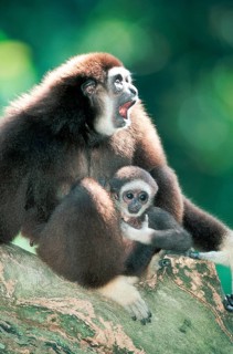 White-handed gibbons (Hylobates lar), female with young