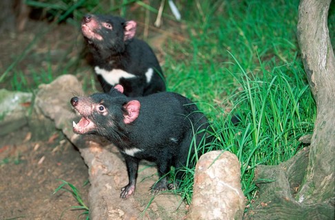 Tasmanian Devils (Sarcophilus harrisii), pair