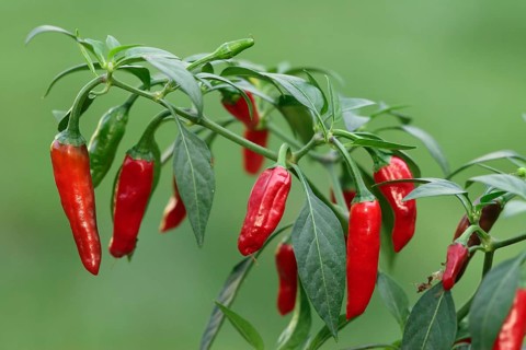 Hot chillies (Capsicum annuum), peppers, pepperoni