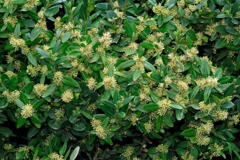 Boxwood (Buxus sempervirens), Buxaceae
