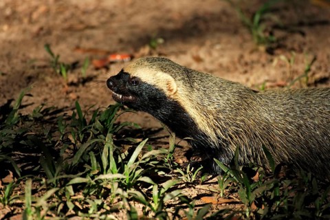 Little Grison, lesser grison (Galictis cuja), Brazil, South America