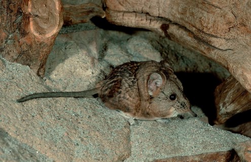 Short-eared Elephant Shrew (Macroscelides probosideus), lateral, side