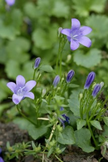 Dalmatian Bellfowers (Campanula portenschlagiana)