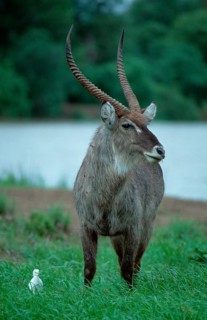 Waterbuck, male, Kruger national park, South Africa (Kobus ellipsiprymnus ellipsiprymnus)
