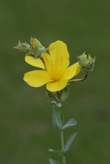 Aaronsbeard rose-of-sharon (Hypericum calycinum)