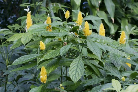 Gelbe Dickaehre (Pachystachys lutea)