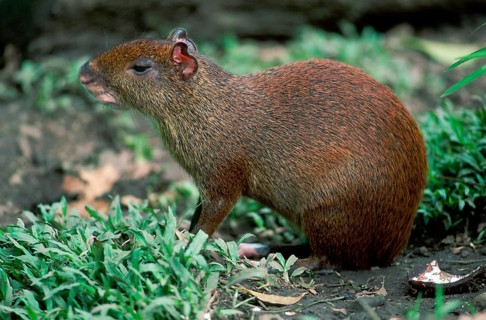 Central American Aguti (Dasyprocta punctatus), lateral view