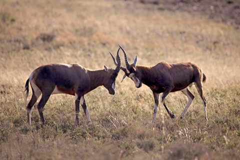 Bonteboks (Damaliscus dorcas dorcas), male, Mountain Zebra national park, South Africa, Africa