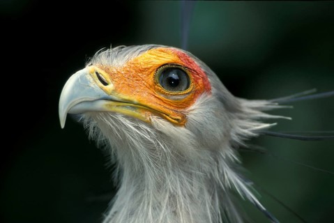 Secretary bird (Sagittarius serpentarius), South Africa, Africa