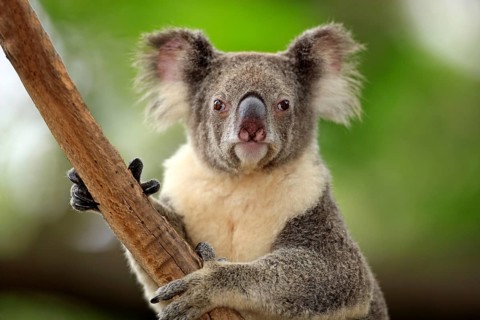 Koala (Phascolarctos cinereus), Australia, Oceania
