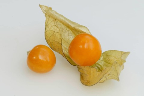 Cape gooseberry (Physalis peruviana), physalis, Andean berry, golden berry, crop, nightshade