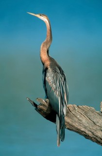 African darter (Anhinga rufa), Pilanesberg Park, South Africa nish darter, animals, bird, birds,