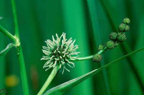 Branched Bur-reed (Sparganium erectum), Germany, Europe