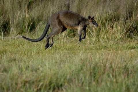Swamp Wallaby (Wallabia bicolor), Sumpfwallaby, freistellbar