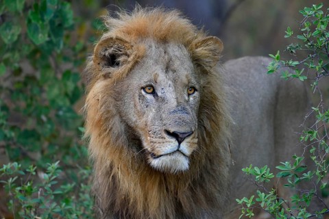 Lion (Panthera leo), male in bushes, animal portrait, Khwai region, North-West District, Okavango