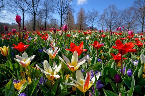 Flower splendour with colourful Tulips (Tulipa) and Crocus (Crocus) in spring, Keukenhof, Lisse,