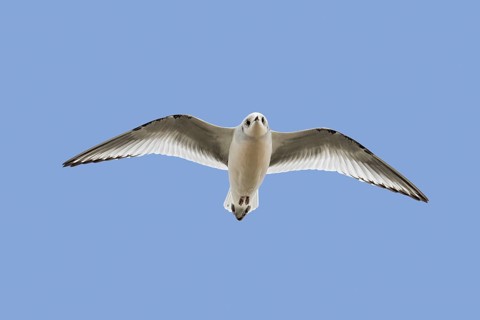 Ross's gull (Rhodostethia rosea) (Hydrocoloeus roseus) flying in non-breeding plumage, native to