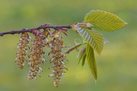 European hornbeam (Carpinus betulus), common hornbeam twig with freshly emerged leaves and male