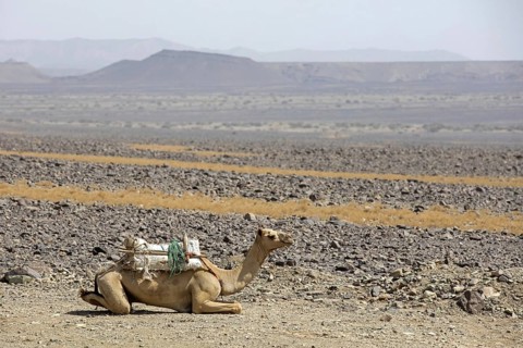 Camel resting in the Danakil depression, lowest and hottest place on Earth and site where