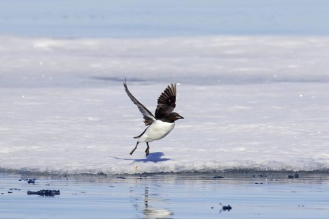 Thick-billed murre (Uria lomvia), Brünnich's guillemot taking off from ice floe, Svalbard,