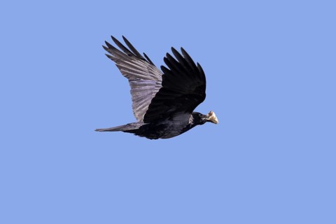 Hooded crow (Corvus cornix), hoodie flying with crustacean in beak against blue sky
