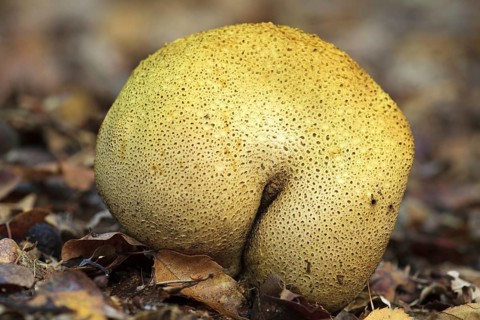 Common earthbal, pigskin poison puffball (Scleroderma citrinum), common earth ball (Scleroderma