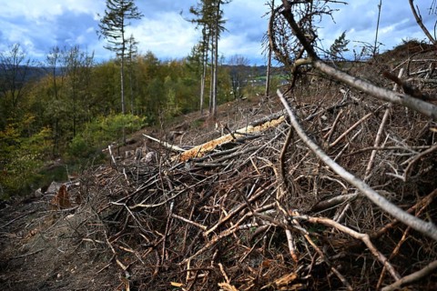 Trees damaged by climatic warming, drought, wind breakage and bark beetle, photographed on 2.11
