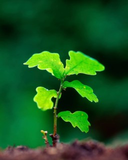 Oakssapling (Quercus), oak