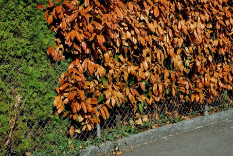 Frozen cherry laurel hedge, frost damage, frost damage, cherry laurel, Cherry laurel (Prunus