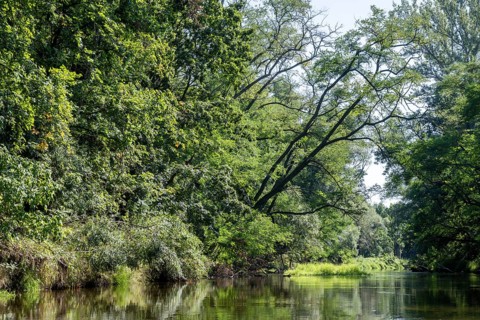 River landscape of the Thaya in late summer, Czech Republic, Europe