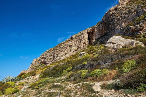 Wild hilly landscape, green slopes, Machia, Levanzo, Egadi Islands, Sicily, Italy, Europe