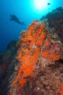 Yellow cluster anemone (Parazoanthus axinellae) and orange upholstery sponge (Reniera fulva) in the