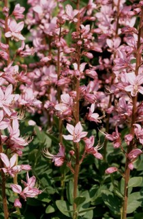 Diptam, also known as Ashwort or dittany (Dictamnus albus), regarded as a medicinal plant in