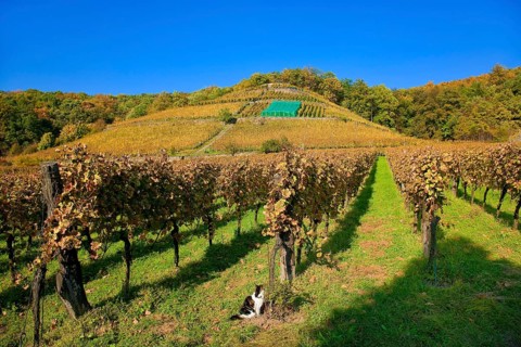 Klaus Zimmerling Winery