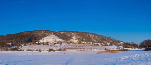 Winter vineyards in Dresden-Pillnitz