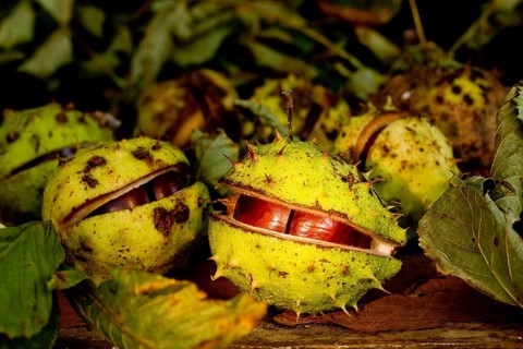 chestnuts