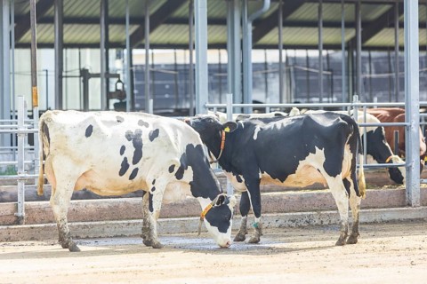 Federal Minister of Food and Agriculture, Cem Özdemir, visits Großdrebnitzer Agrarbetriebsges. mbH