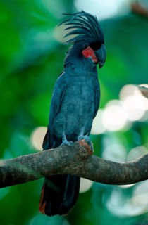 Palm Cockatoo (Probosciger atterimus), Aracacadoo, Southeast Asia, Australia, Bird, Birds, Parrots,