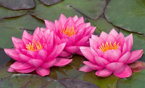 Waterlilies (Nymphaea) and lily pads