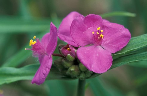 Spiderwort (Tradescantia)