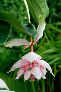 Medinilla, Medinille, Blumen, flowers, Zierpflanzen, ornamental plants, Schwarzmundgewaechse,