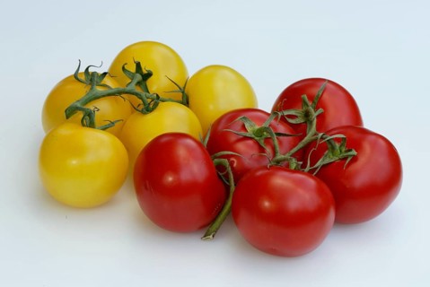 Red and yellow tomatoes (Solanum lycopersicum), vegetable, nightshade family, Solanaceae, red,