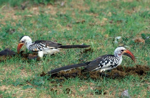 Red-billed hornbills (Tockus erythrorhynchus), Samburu Game Reserve, Red-billed toko, Kenya, Africa